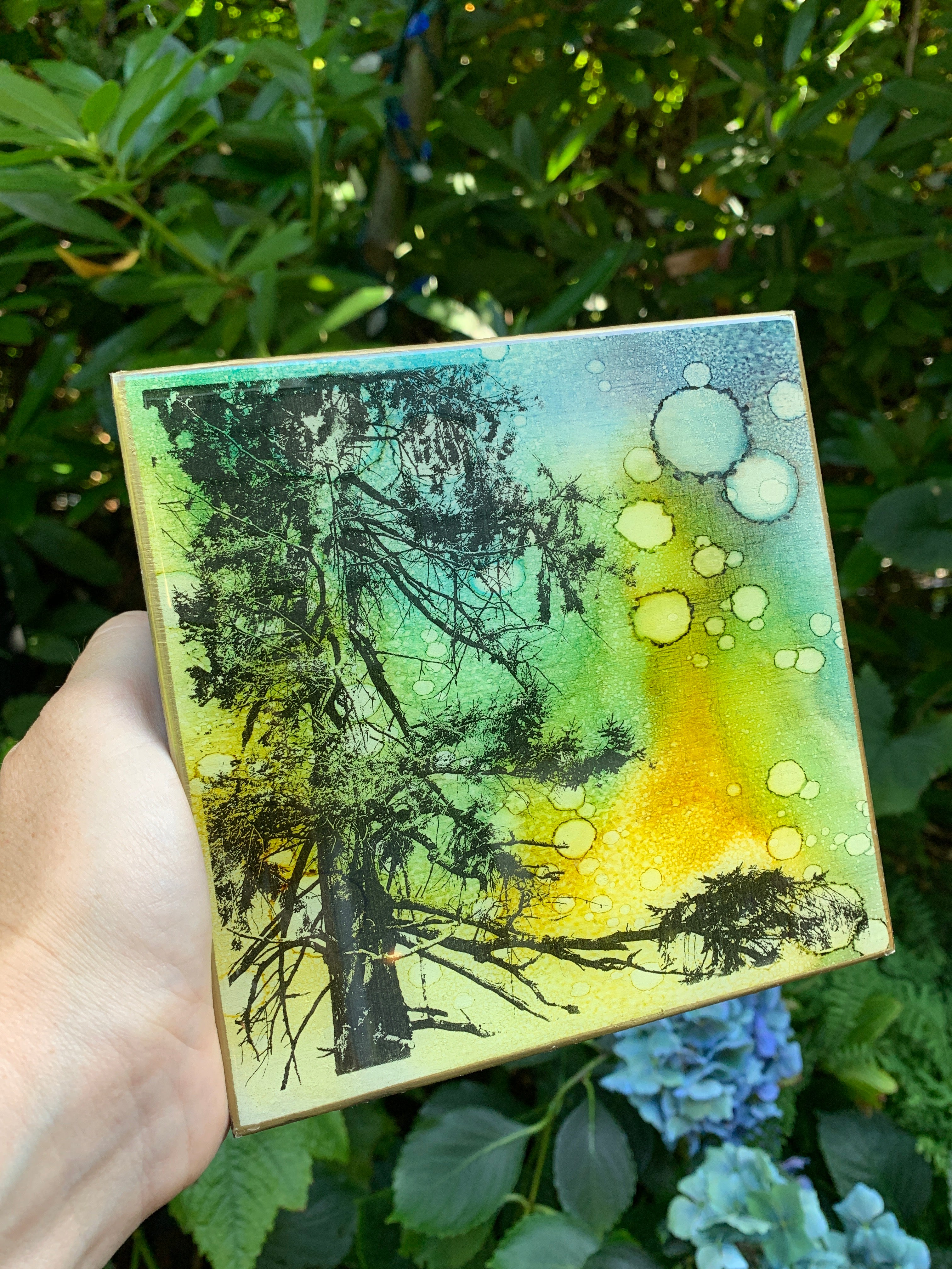 6 x 6 inches - Parksville