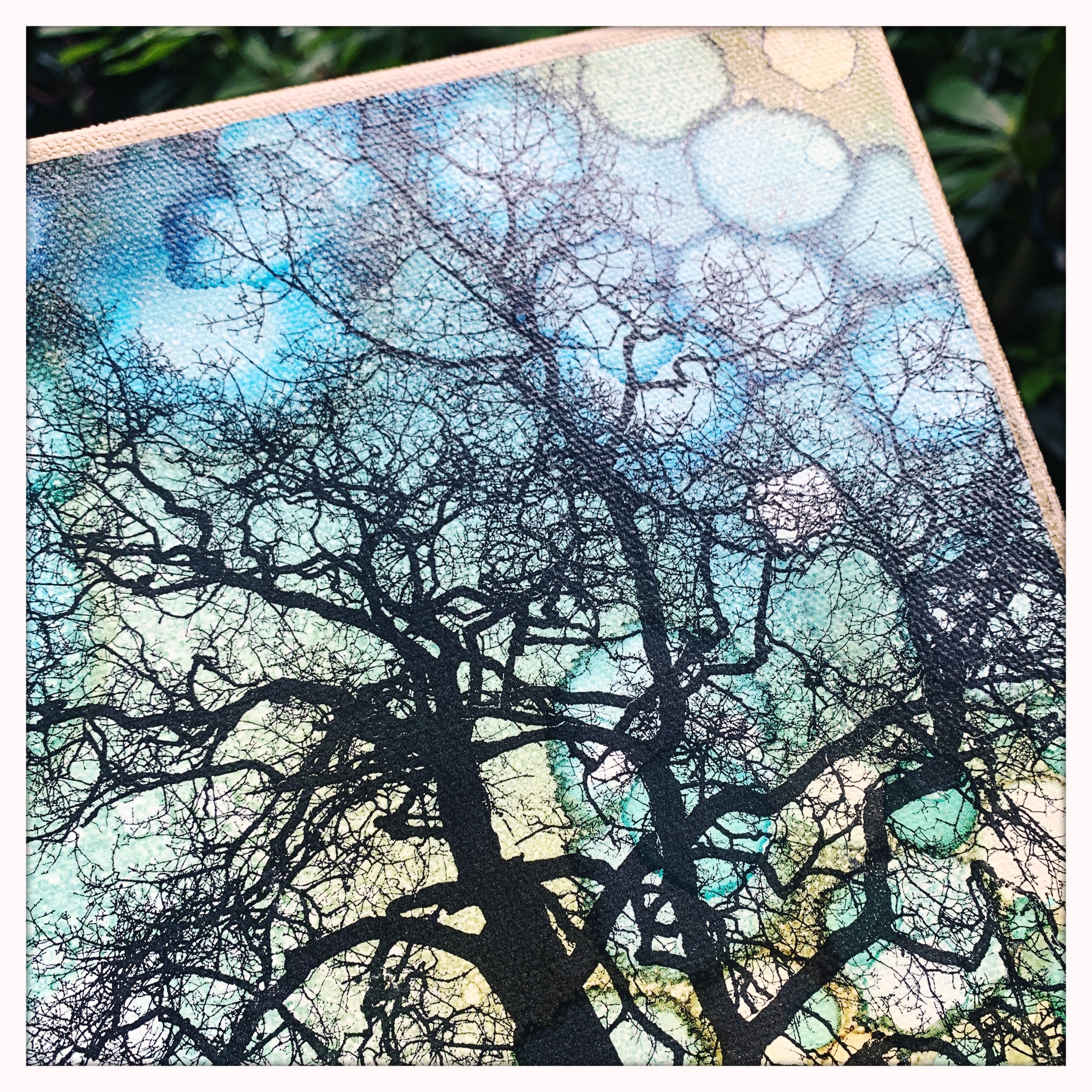 8 x 8 inches - Garry Oak