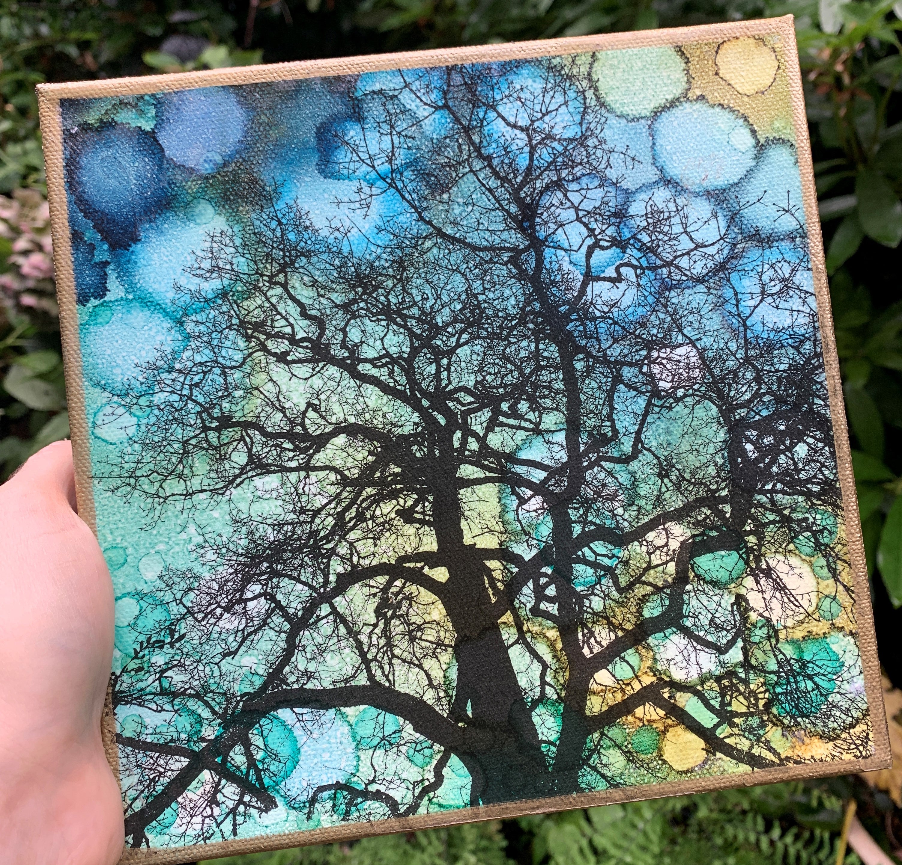 8 x 8 inches - Garry Oak